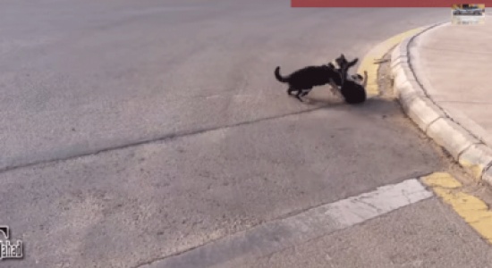 أعنف مشاجرة بين القطط