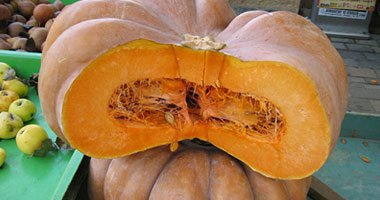 العثور على يقطينة وزنها 53 كيلوجراما فى جنوب لبنان