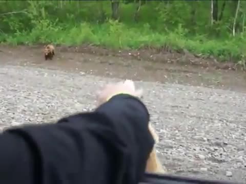 دب يتسول " للحصول على طعام " !