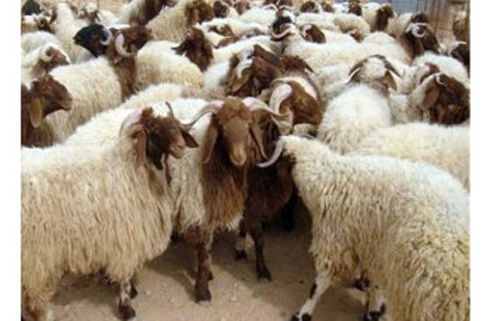 الزراعة تناشد المواطنين عدم اللجوء للذبح العشوائي للأضاحي الزراعة تناشد المواطنين عدم اللجوء للذبح العشوائي للأضاحي