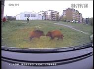 بالفيديو: الشرطة اللّاتفية تلقي القبض على خنزيرين بريّين في العاصمة