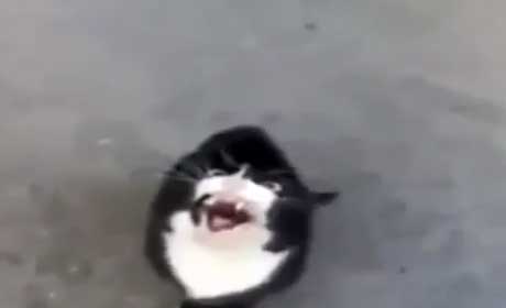 لأول مرة قط يتكلم !!