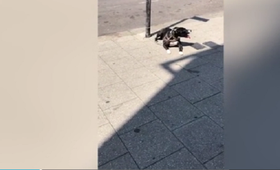 بالفيديو : رجل يترك كلبه يلهث في الشمس خارج متجر دون رحمة