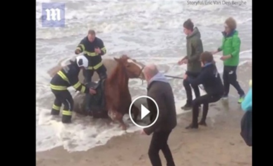 بالفيديو.. لحظة إنقاذ حصان من الغرق في الرمال المتحركة بالفيديو.. لحظة إنقاذ حصان من الغرق في الرمال المتحركة