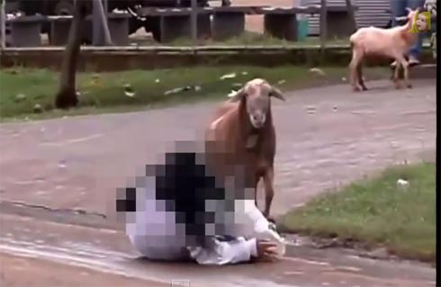 اذا شاهد ت كبش غاضباً "معصب" ابتعد عنه حتى و لو كنت شرطياً