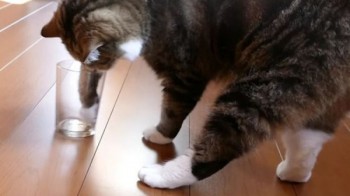 اكتشف ما اذا كانت قطتك تستخدم يدها اليسرى أو اليمنى