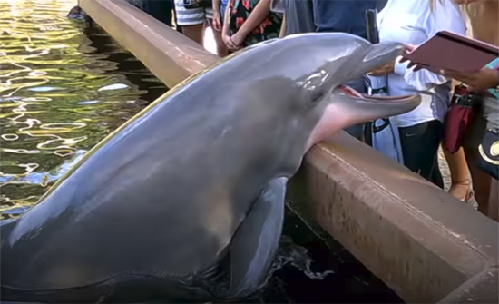 بالفيديو.. دولفين يسرق جهاز "آيباد" من يد سيّدة!