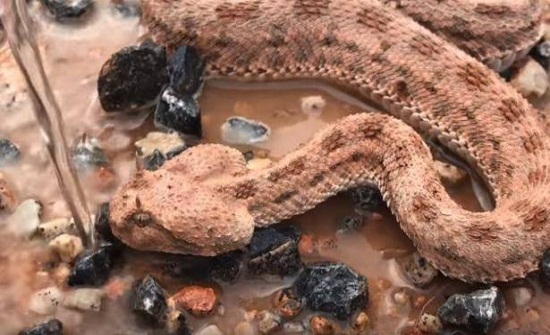 بالفيديو.. شاهدوا كيف أنقذ هذا الرجل أفعى من الموت!