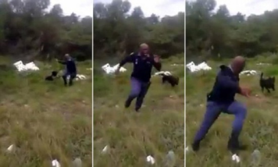 شاهد: ردة فعل هذا الشرطي بعد عثوره على أفعى