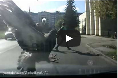 حمامة قررت عدم استخدام جناحيها وركوب سيارة