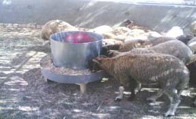 شكاوى من نقص الاعلاف في الكرك والصناعة والتجارة تؤكد توافرها