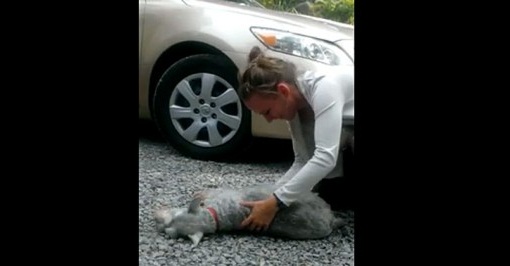 شاهد.. إغماء كلب رأى صاحبته بعد فراق عامين