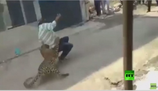 شاهد.. فهد شرس يهاجم سكان بلدة !