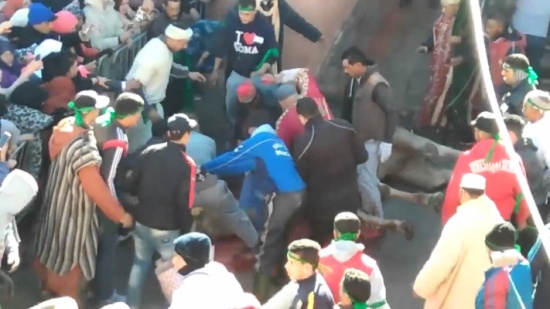 “قطعوا رأس الناقة وأكلوا لحمها نيئا”.. مغاربة يعذبون ناقة “تقربا للأولياء” “شاهد”