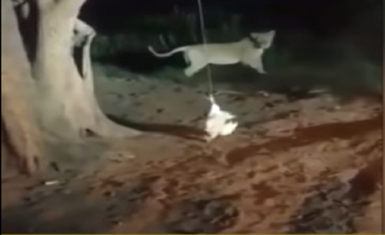 بالفيديو: لقطات غاضبة لأشخاص يضايقون لبؤة جائعة بدجاجة