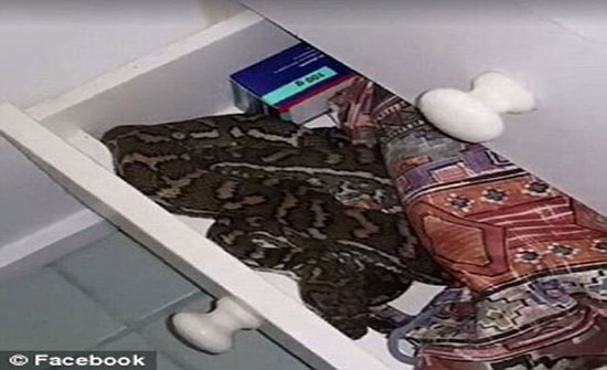 امرأة تعثر على ثعبان ضخم داخل درج الحمام (فيديو وصور) امرأة تعثر على ثعبان ضخم داخل درج الحمام (فيديو وصور)