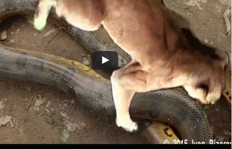 شاهد: أناكوندا عملاقة تتحدى أسدًا ونمرًا