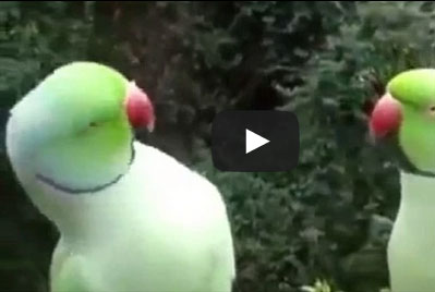 ببغاوان "يتشاجران" على طريقة البشر