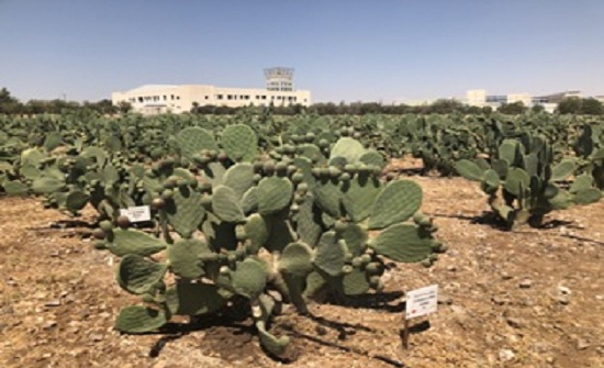 انتشار حشرة في "بني كنانة " تفتك بالصبار انتشار حشرة في "بني كنانة " تفتك بالصبار