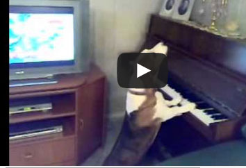 كلب يغني ويعزف على البيانو !