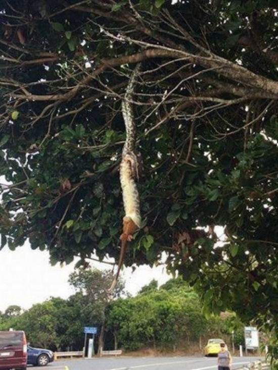 بالصور.. لقطات مروعة لثعبان جائع يلتهم فريسته على شجرة