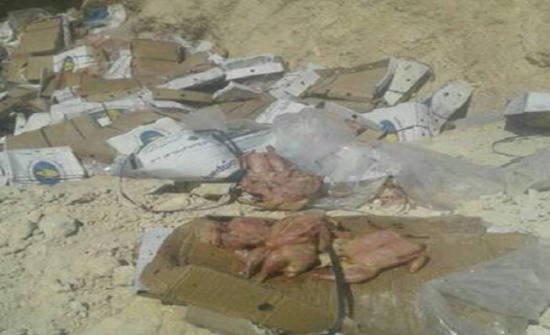بالصور : اتلاف كميات كبيرة من الدجاج الفاسد في الكرك