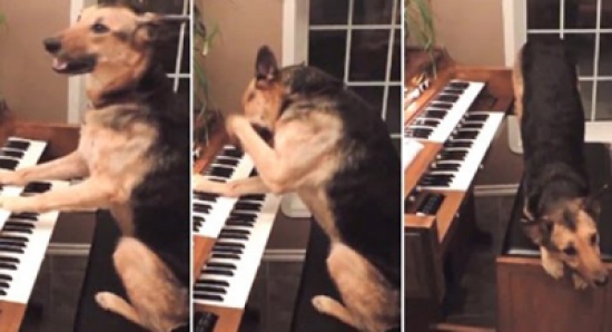 شاهد..كلبة تحاول تعلم العزف على البيانو