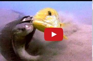 سمكتان تعاقبان سلحفاة ضخمة بالضرب المبرح