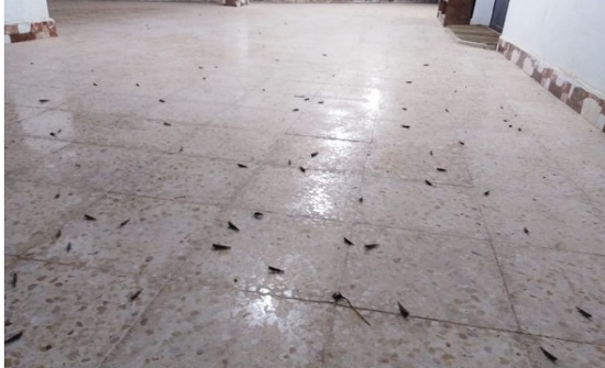 الزراعة : مكافحة 95% من سرب جراد في الطفيلة