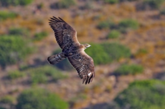 شاهد.. كاميرا في عش أعظم صقر على الإطلاق