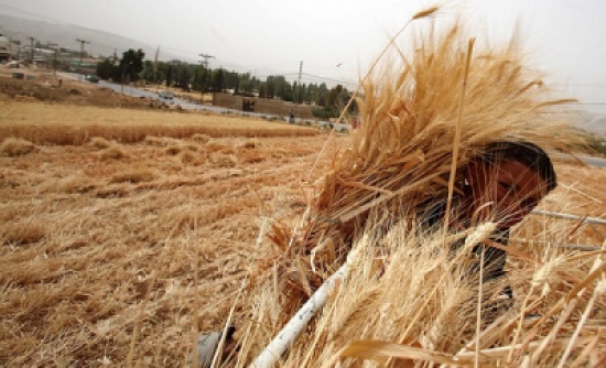 الأردن يلغي شراء 100 الف طن من القمح