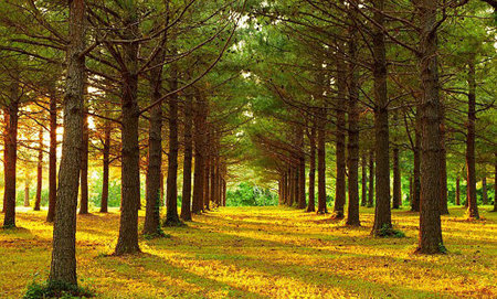 أكثر من ثلاثة تريليونات شجرة على الأرض