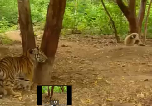 قرد يستفز النمور