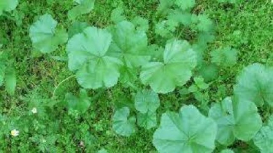 عجلون : الخبيزة والعكوب  والحميض والنباتات البرية  مصدر رزق للعديد من الأسر