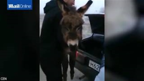 بالفيديو والصور.. رد فعل رجل رفض سائق حافلة نقل حماره بالفيديو والصور.. رد فعل رجل رفض سائق حافلة نقل حماره