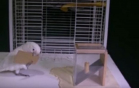 شاهد.. ببغاء ذكي يصنع أدواته الخاصة للوصول إلى الطعام