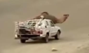 ناقة تحاول منع أصحابها من أخذ صغيرها