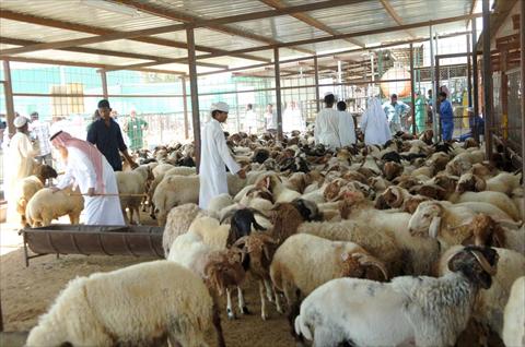 قطر تستورد 15 ألف رأس غنم من الأردن قطر تستورد 15 ألف رأس غنم من الأردن