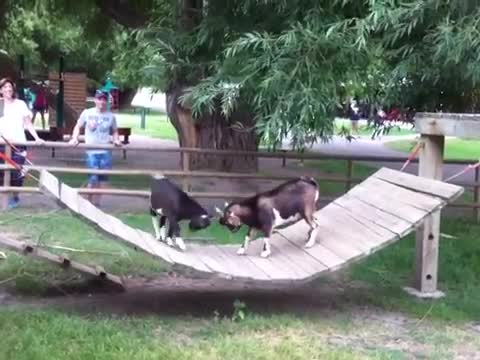 معركة الماعز !