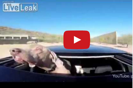 بالفيديو: كلب طريف "يبتسم" أمام سرعة الرياح العاتية