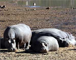 نفوق 200 فرس نهر في أوغندا
