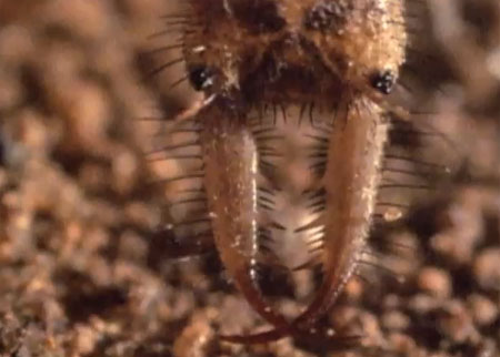 مصيدة الموت