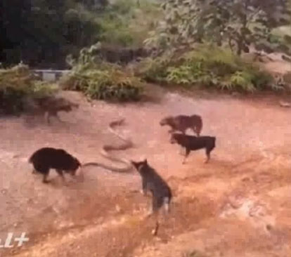 معركه عنيفه بين كوبرا ومجموعه من الكلاب