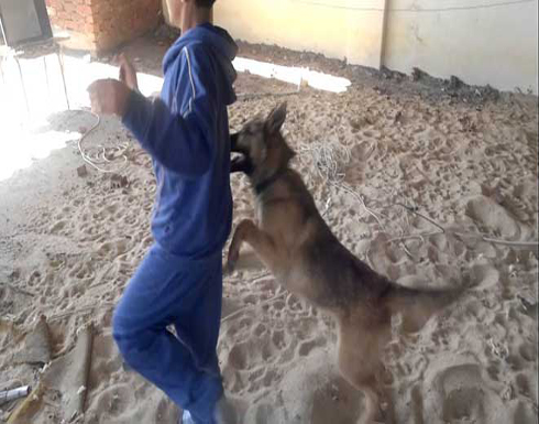 اليمن.. كلب مسعور يعض 13 طفلاً في عدن اليمن.. كلب مسعور يعض 13 طفلاً في عدن