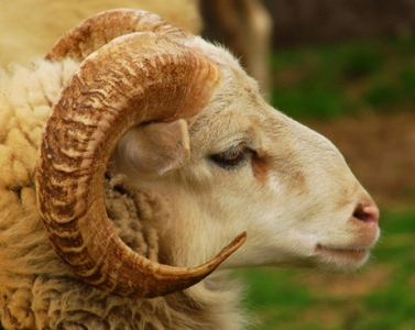 من هي الدولة التي تمنع المسلمين من ذبح الأضاحي ؟ من هي الدولة التي تمنع المسلمين من ذبح الأضاحي ؟