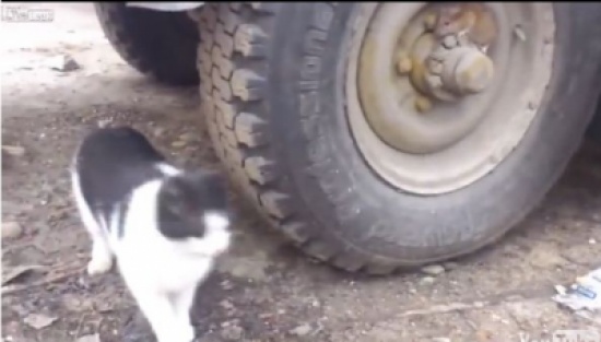 شاهد.. فأر يختبئ من قط على إطار سيارة
