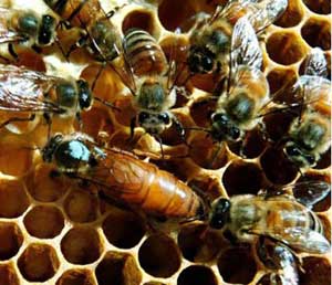 منزل أمريكي تقطر جدرانه عسلاً بعد غزو النحل