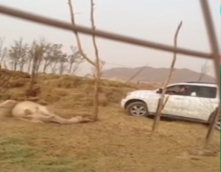 بالفيديو.. لحظة قتل جمل بطلق ناري في رأسه