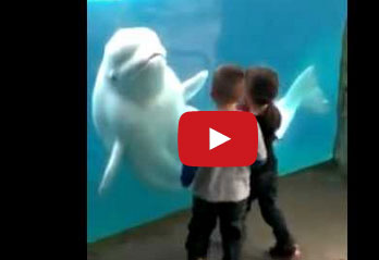 دلفين خبير في مداعبة الأطفال