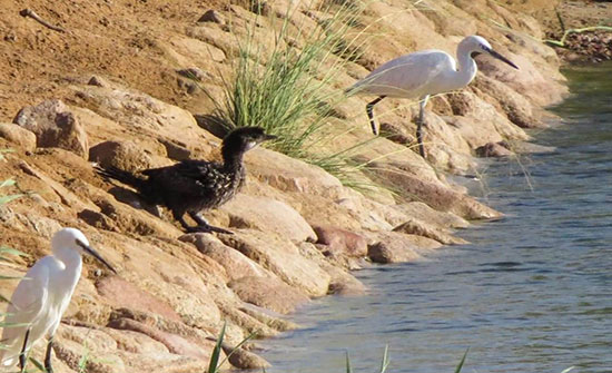 تسجيل نوع جديد من الطيور النادرة في مرصد العقبة